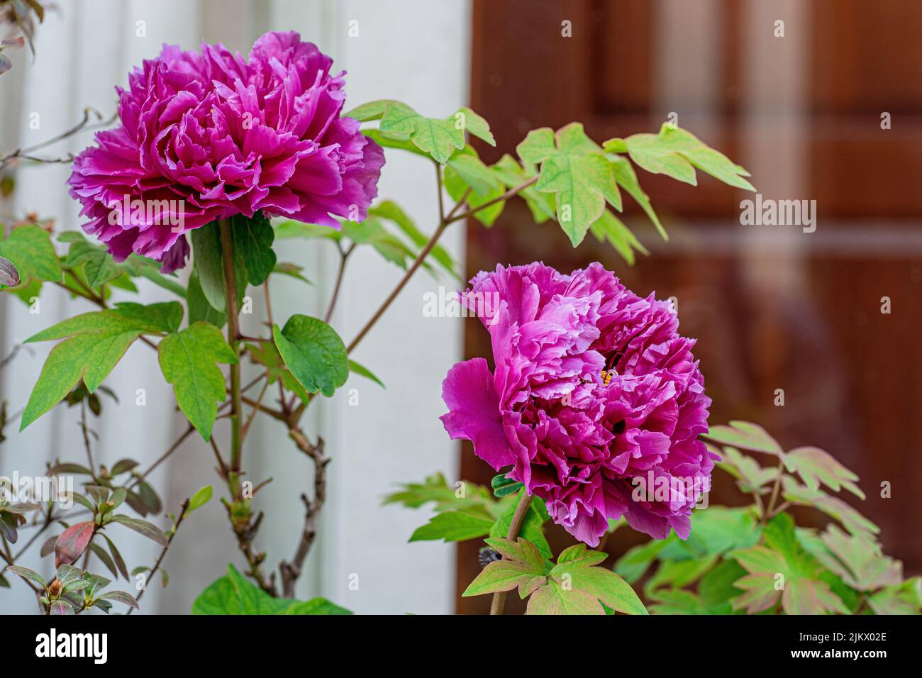 Un primo piano di un fiore di peonia viola che fiorisce in un giardino Foto Stock