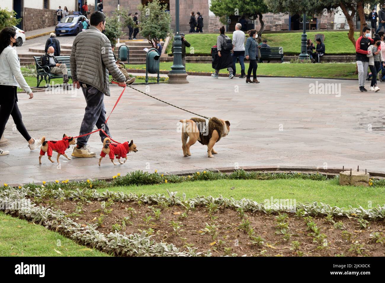 Un uomo che cammina i suoi cani in piazza Regocijo a Cusco, Perù Foto Stock