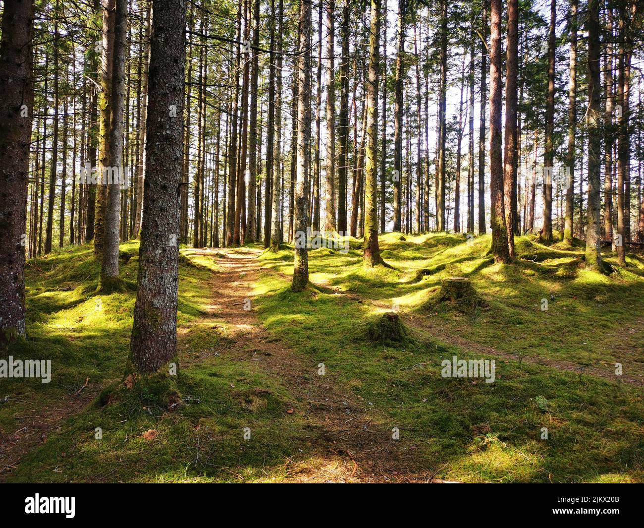 Una bella vista di una foresta con alti abeti in una giornata di sole Foto Stock