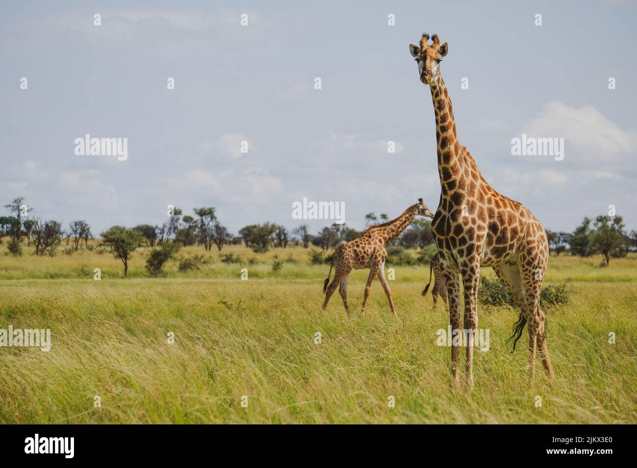 Alte giraffe camminano liberamente nel campo in una giornata di sole Foto Stock