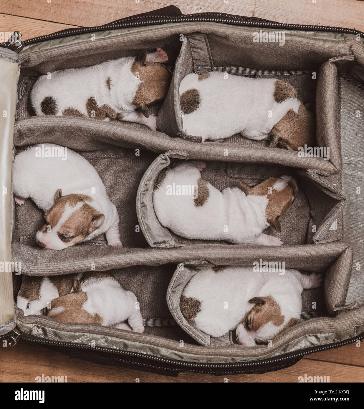 Una vista dall'alto di sei adorabili cuccioli di Jack Russel Terrier bianchi e marroni che dormono nella borsa Foto Stock
