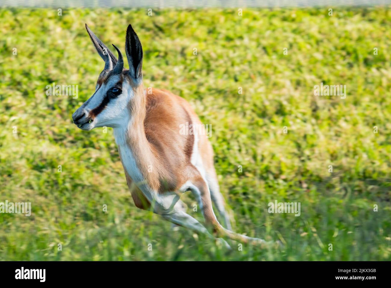 Primo piano di un pronghorno (antilope) che scorre liberamente sul campo verde Foto Stock