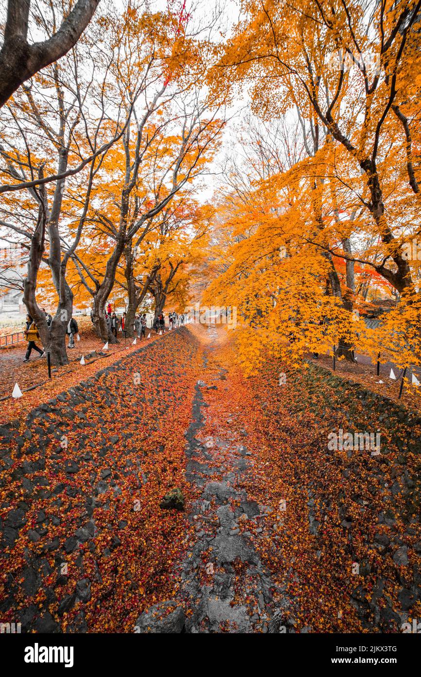 Una vista verticale di un bellissimo sentiero con alberi durante l'autunno in Giappone Foto Stock