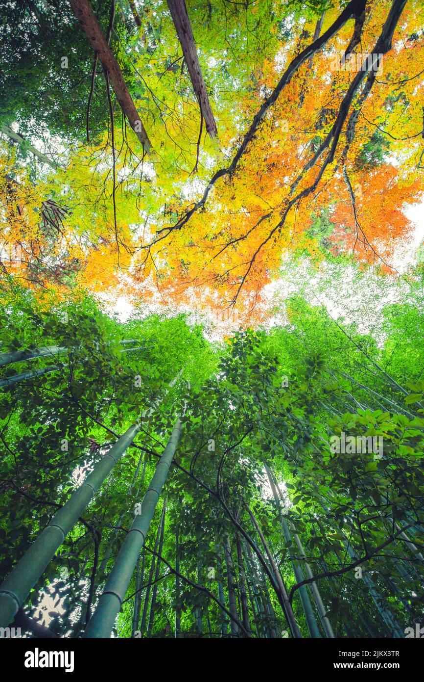 Un tiro verticale ad angolo basso di alberi contro il cielo nel boschetto di bambù, Kyoto, Giappone Foto Stock