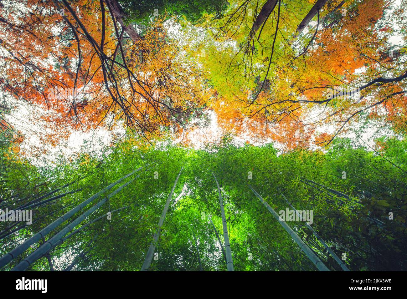 Un basso angolo di ripresa degli alberi nel boschetto di bambù, Kyoto, Giappone Foto Stock