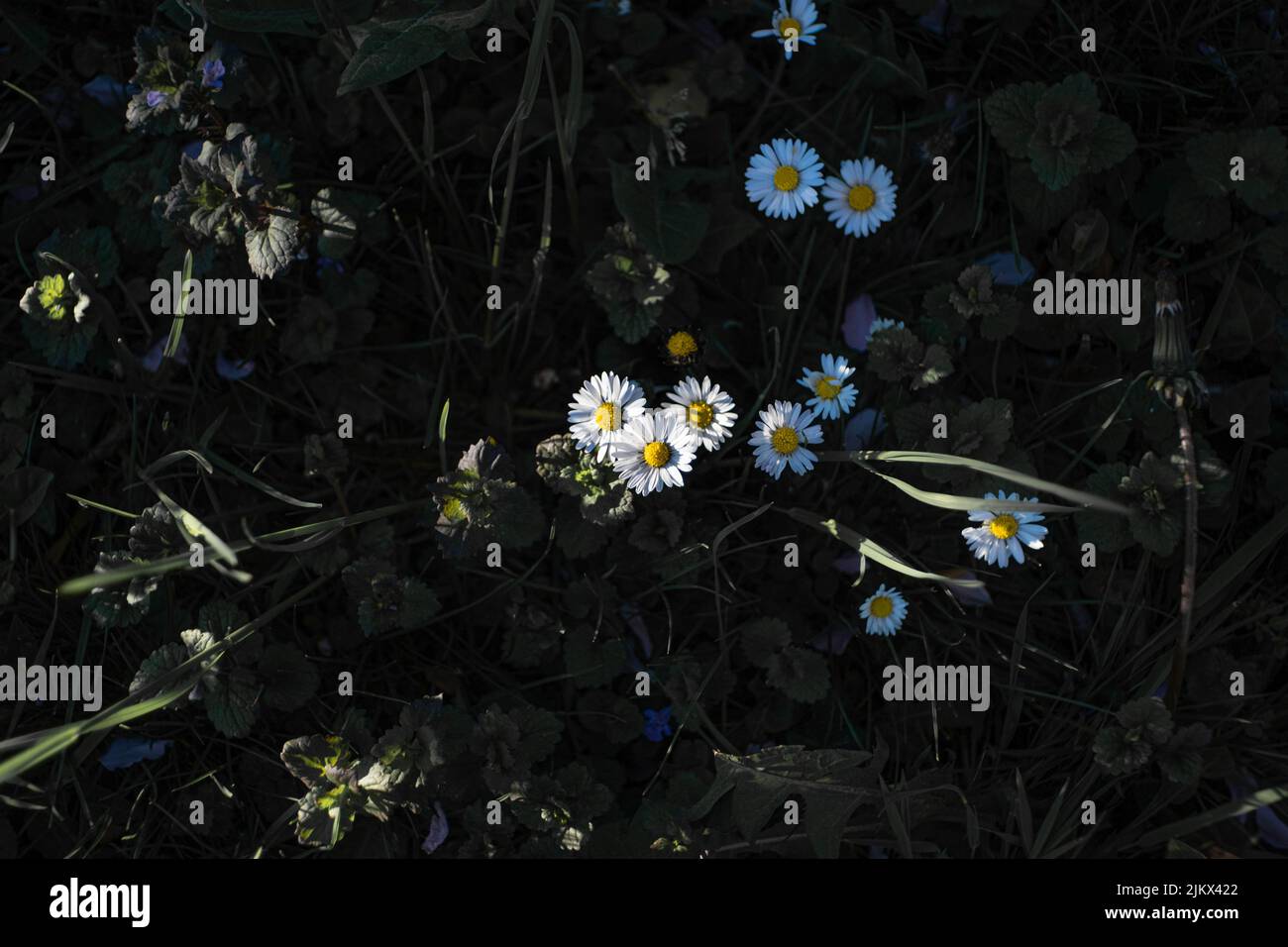 Splendidi fiori di camomilla nella foresta Foto Stock