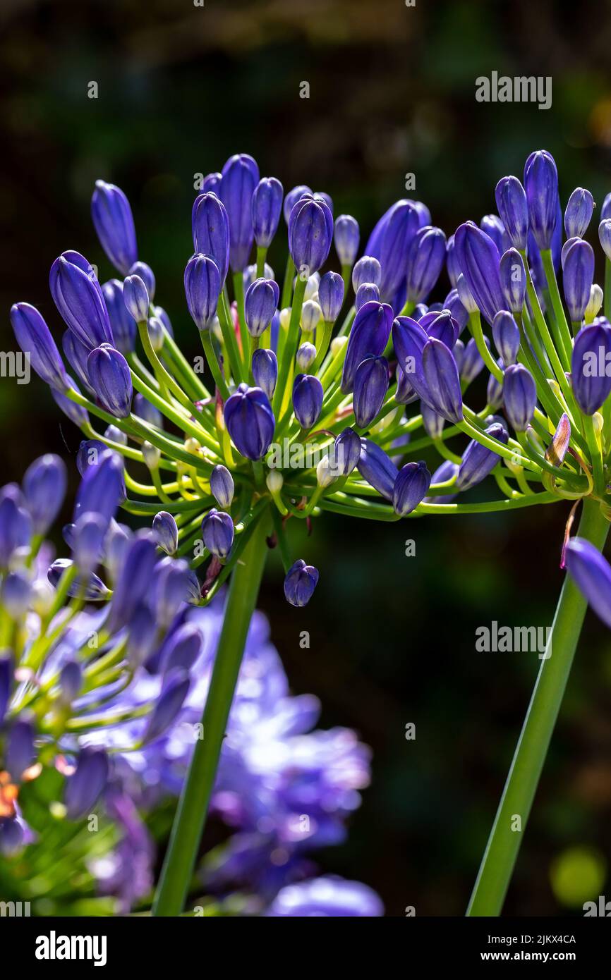 Primo piano di gemme di un giglio africano (agapanthus) Foto Stock