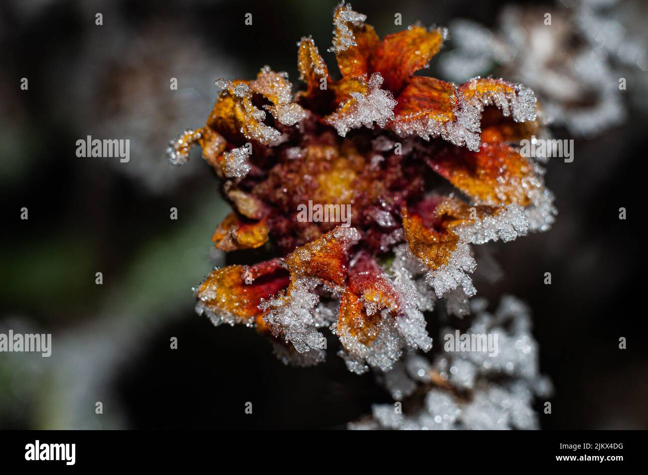 Un primo piano di fiori invernali coperto di gelo Foto Stock
