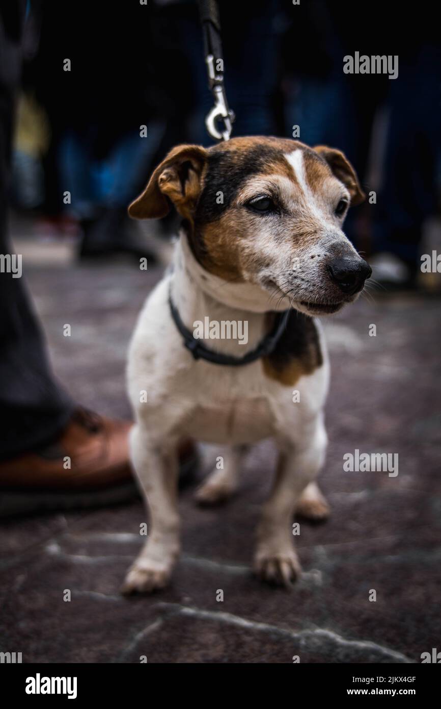 Immagine del Ritratto verticale di un piccolo cane bianco con macchie nere e marroni su un Leash tenuto dal suo proprietario mentre cammina per strada. Concetto PET Foto Stock