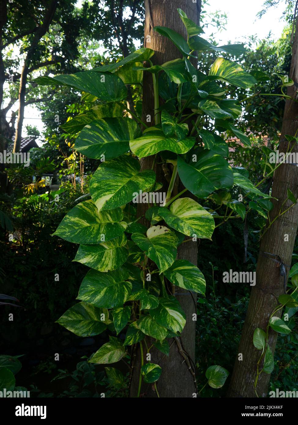 La pianta dell'edera del diavolo Epipremnum aureum è una specie della famiglia delle Arum Araceae, originaria di Mo'orea nelle Isole della Società Polinesiana francese. Foto Stock