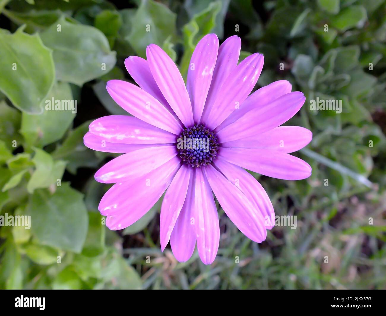 Primo piano di colore viola fiore afroisy africano con sfondo verde sfocato Foto Stock