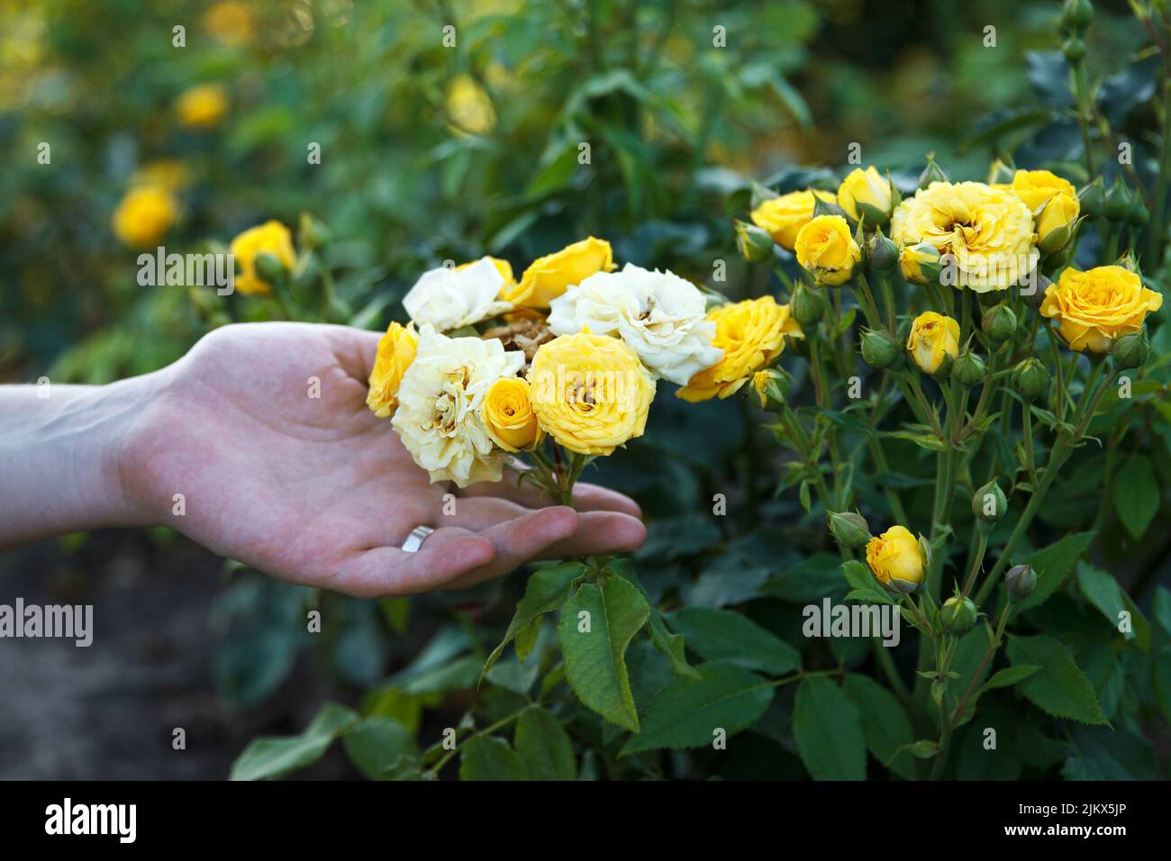 La ragazza tiene con una mano il cespuglio fiorente di rose bianche-gialle nel parco estivo Foto Stock