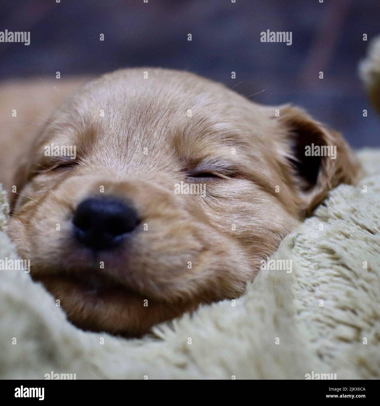 Un primo piano di un cucciolo Golden Retriever adagiato su un tessuto morbido, addormentato Foto Stock