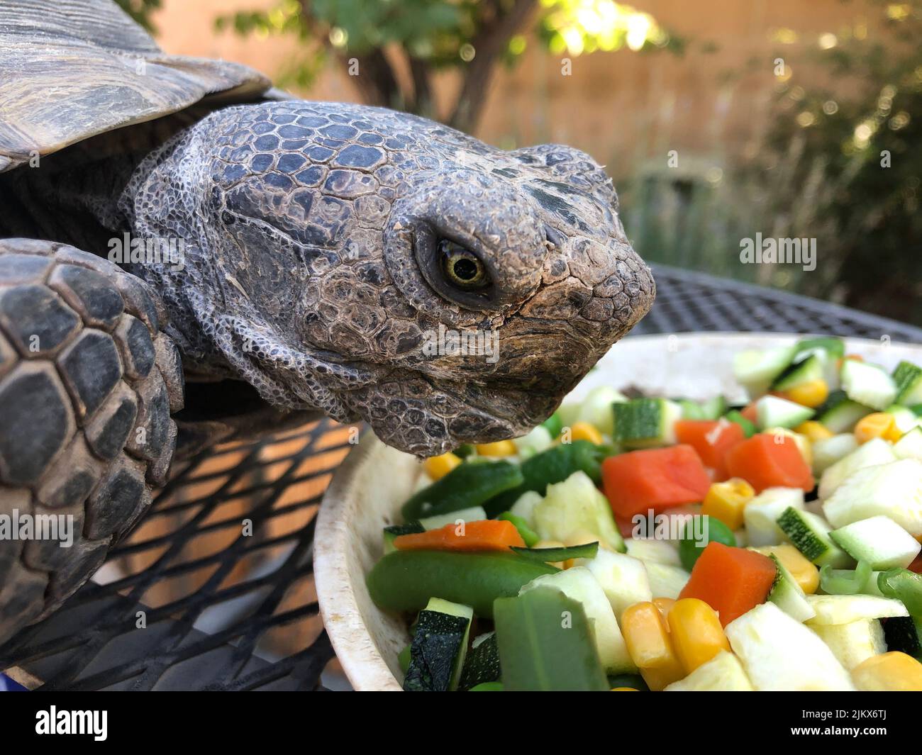 Un primo piano di una bella tartaruga che mangia verdure Foto Stock