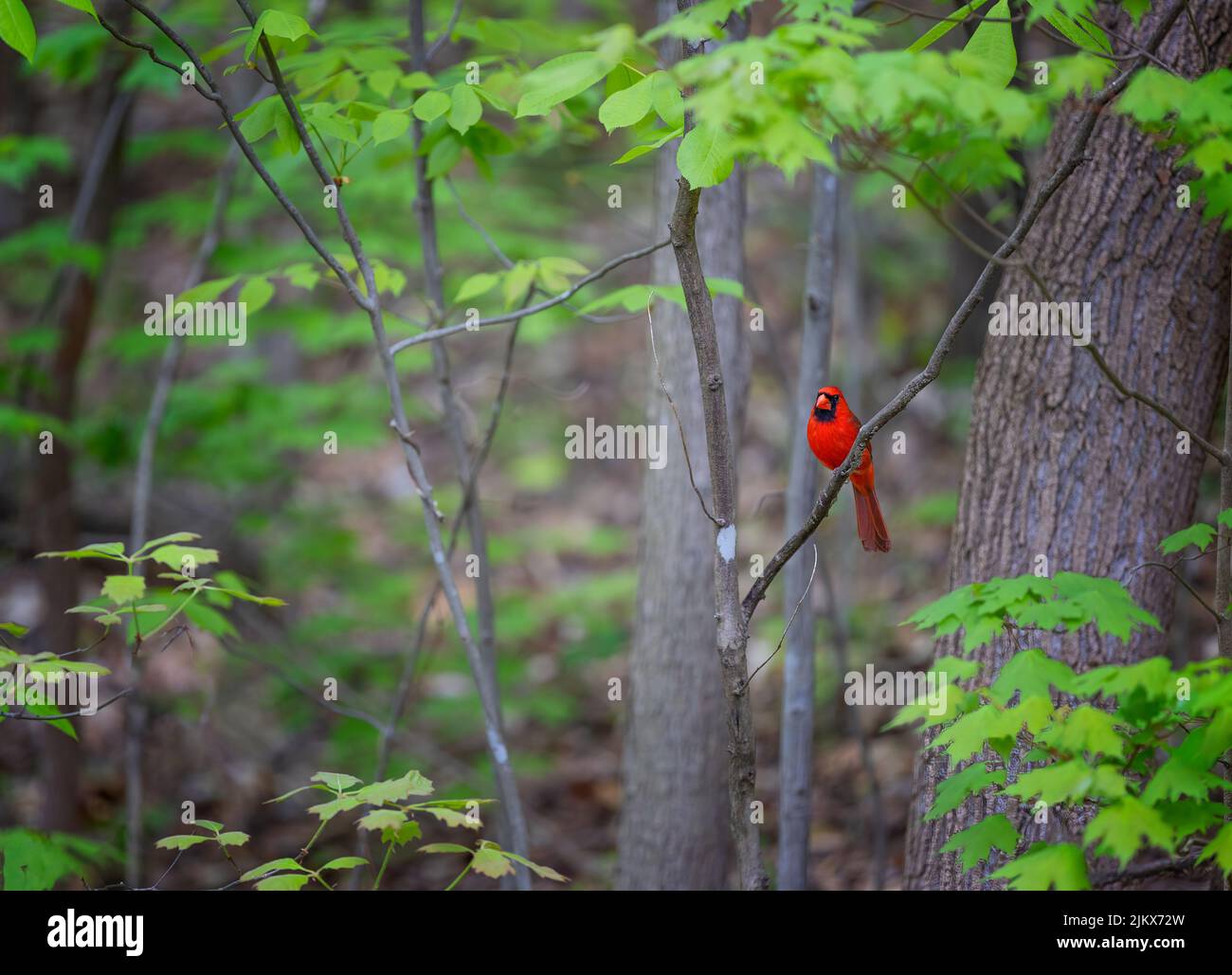 Bright Red Northern Cardinal si trova su un ramo d'albero in un'area boschiva. Foto Stock