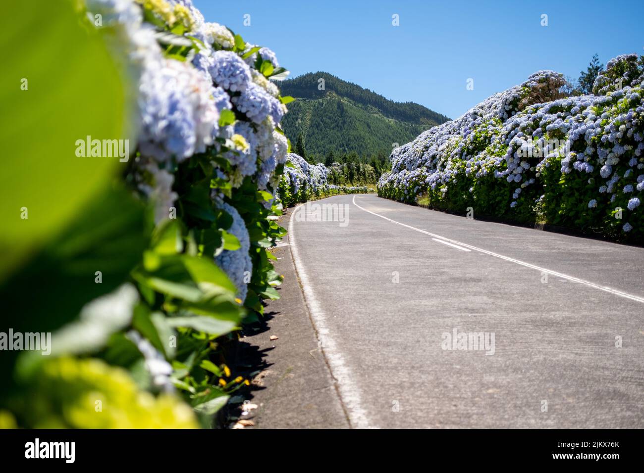 Azzorre, strada fiorita vuota con bellissimi fiori di hydrangea in fuoco selettivo sulla strada a Lagoa Sete Cidades. Isola di São Miguel, nell'Isola di San Miguel Foto Stock