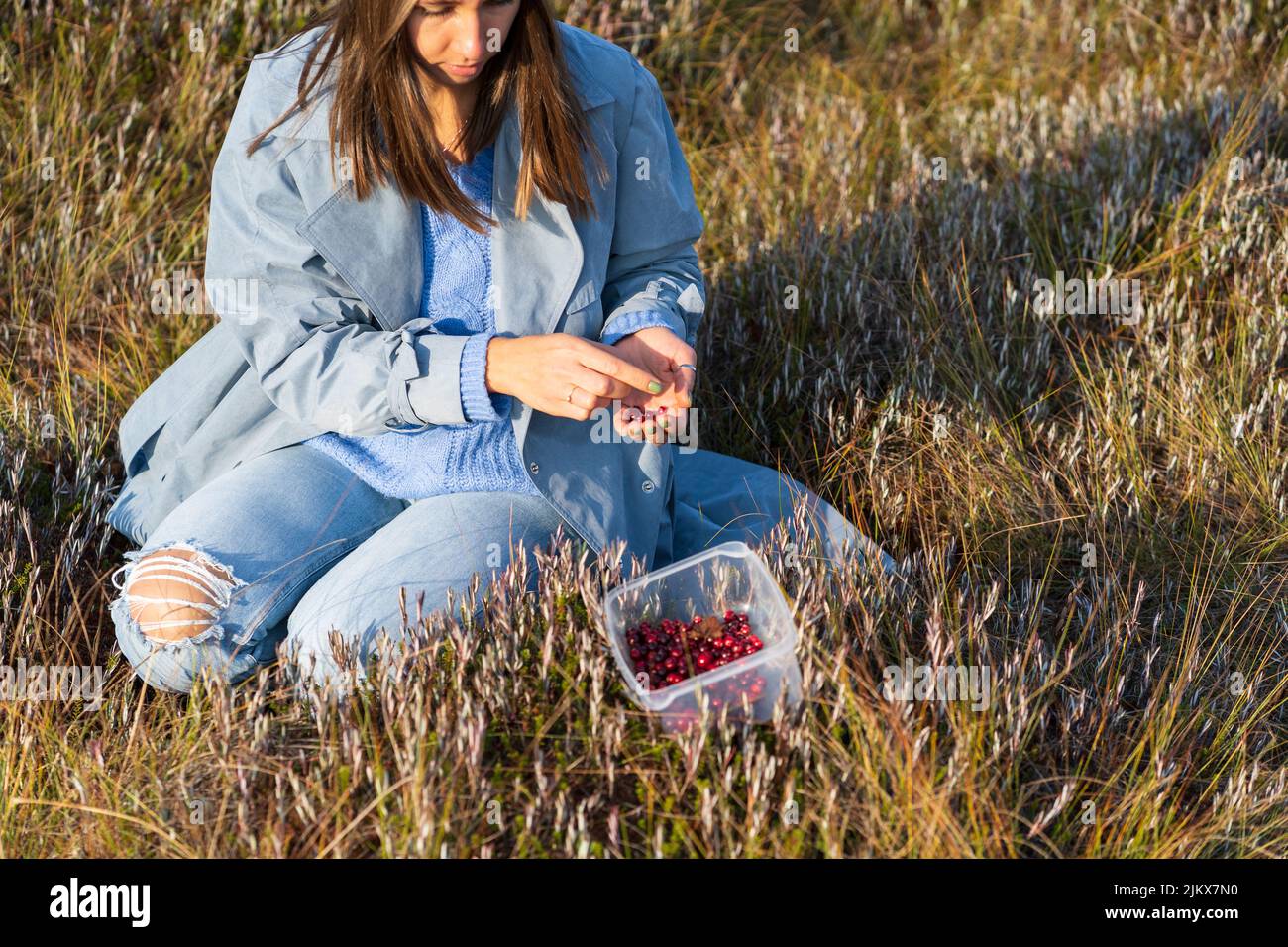 Giovane donna in denim trench siede su palude cernita mirtilli al tramonto d'autunno Foto Stock