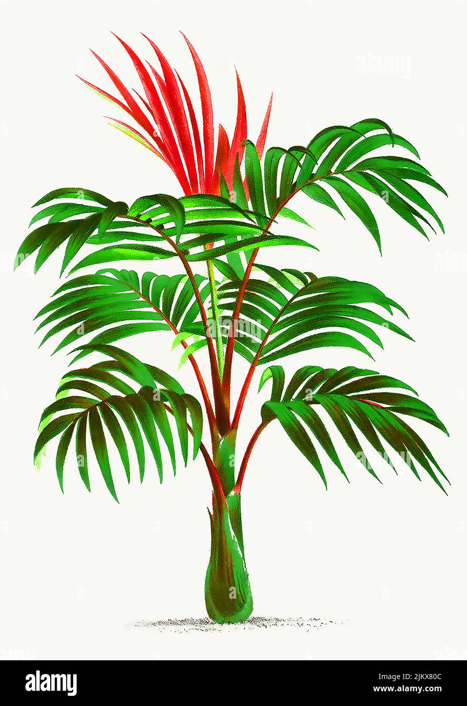 Illustrazione della palma vintage. Migliorata digitalmente dalla nostra copia originale di Les Palmiers Histoire Iconographique (1878), illustrata da Oswald de Foto Stock