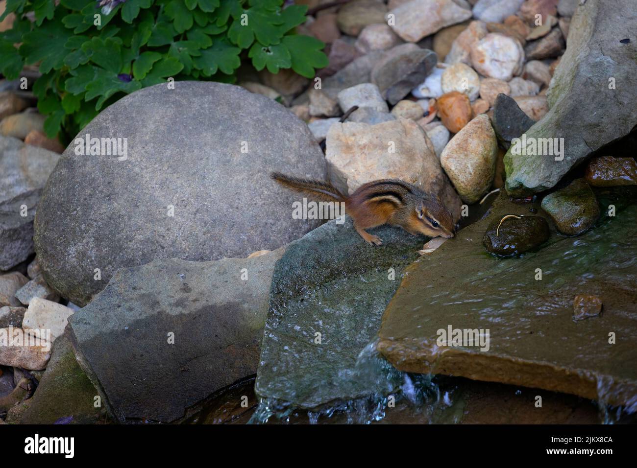 Primo piano di un simpatico piccolo chippunk prendendo una bevanda da una caratteristica acqua cortile. Foto Stock