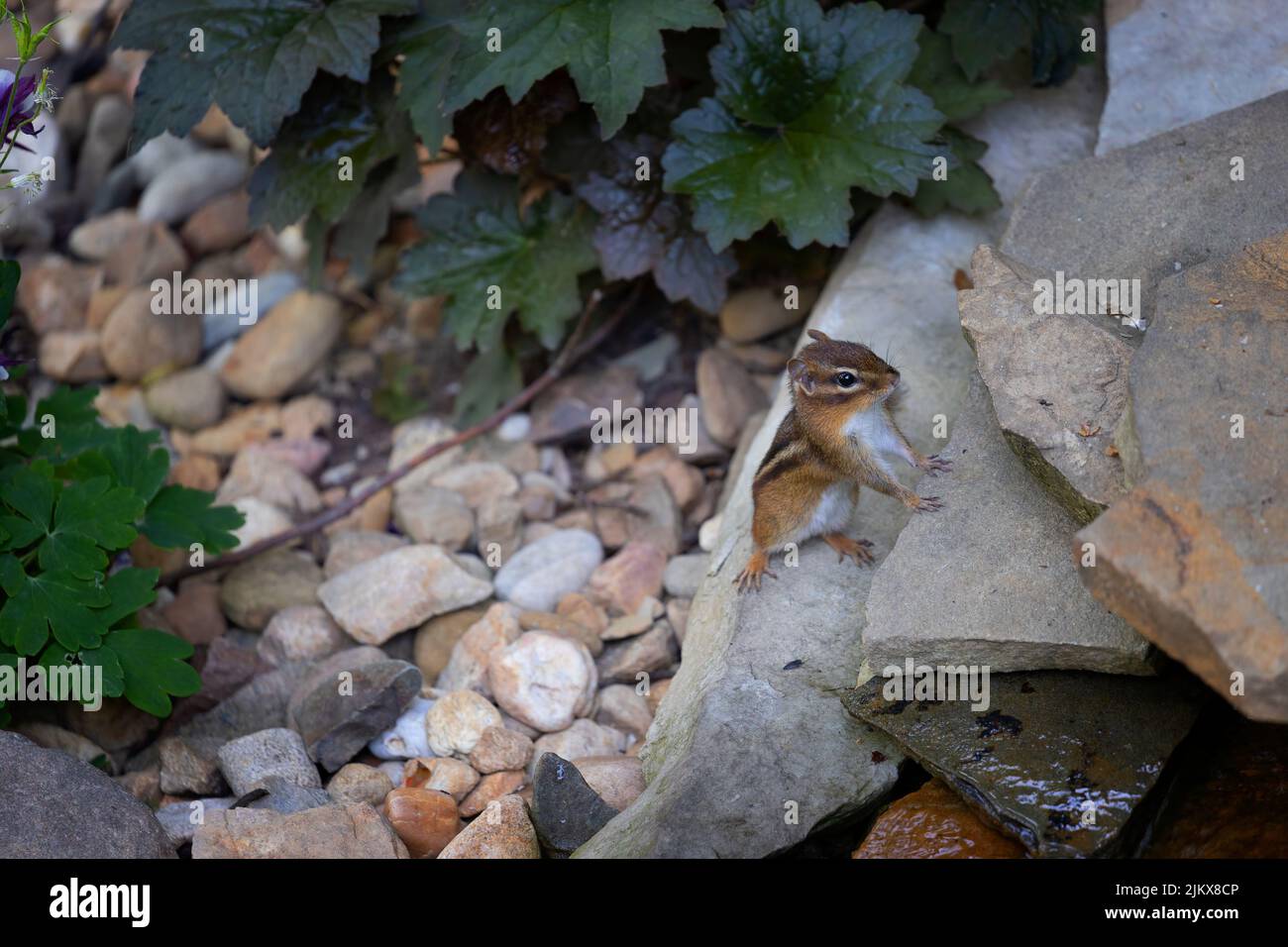 Primo piano di un piccolo chippunk carino in piedi su una roccia Foto Stock