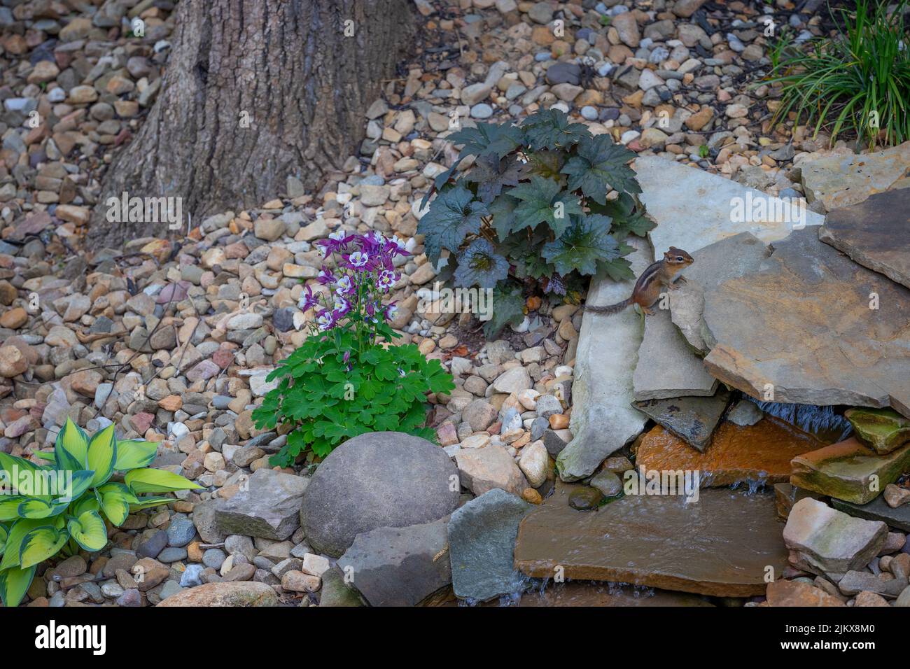 Chipmunk sale su rocce di una caratteristica d'acqua cortile. Foto Stock