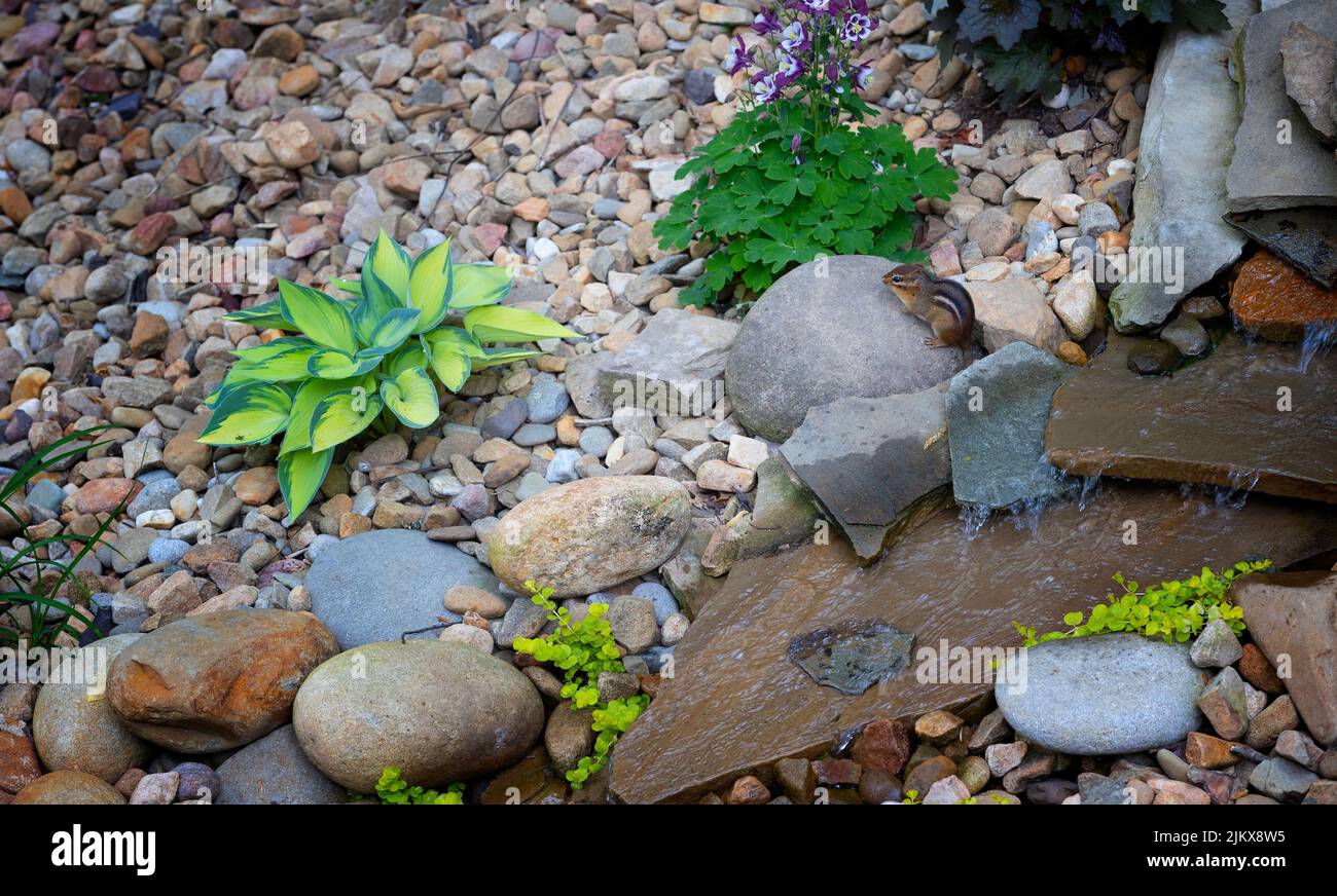 Piccolo chippunk carino su una roccia vicino ad una caratteristica di acqua del cortile. Foto Stock