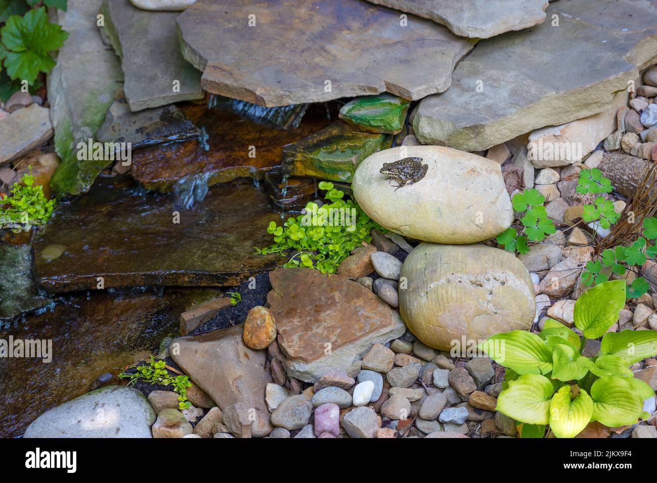 Una piccola rana si siede su una roccia accanto ad una piccola caratteristica d'acqua in un cortile. Foto Stock