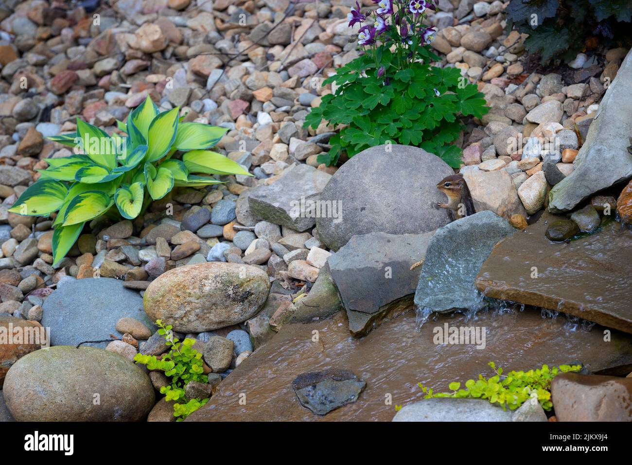 Accanto a un cortile d'acqua caratteristica un piccolo chippunk pokes la sua testa tra le rocce. Foto Stock