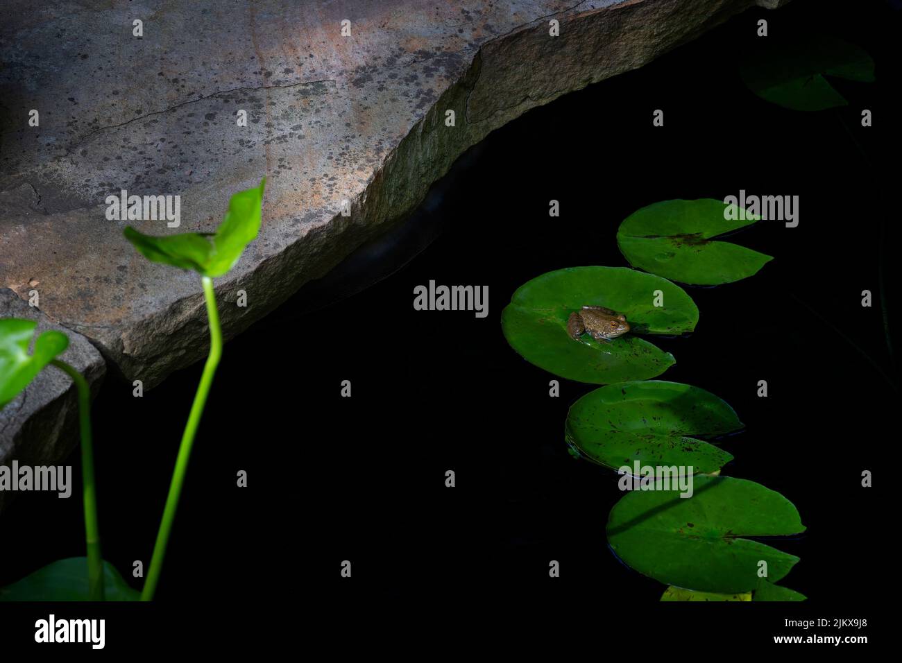 Un piccolo stagno cortile ha una piccola rana seduta su un lilly pad. Foto Stock
