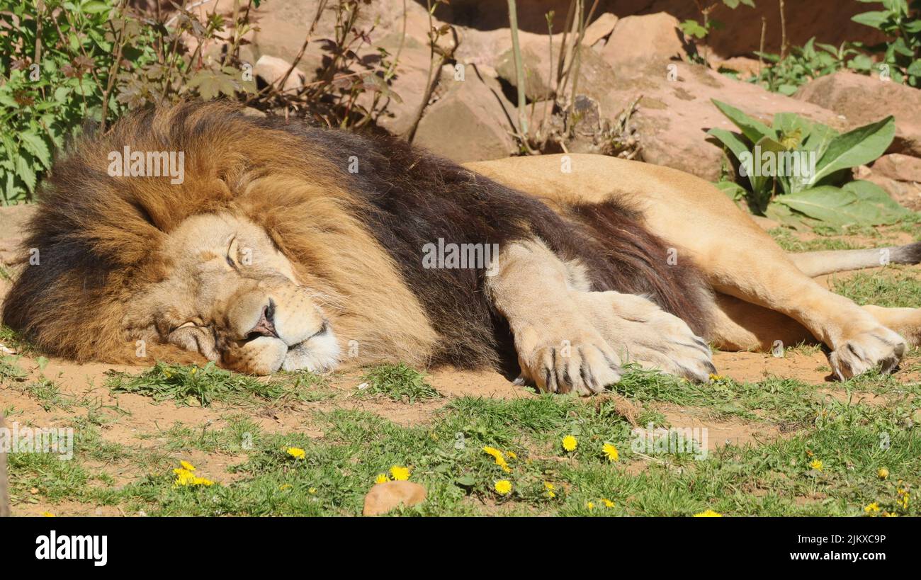 Un bellissimo scatto di un leone che dorme a terra sotto la luce del sole Foto Stock