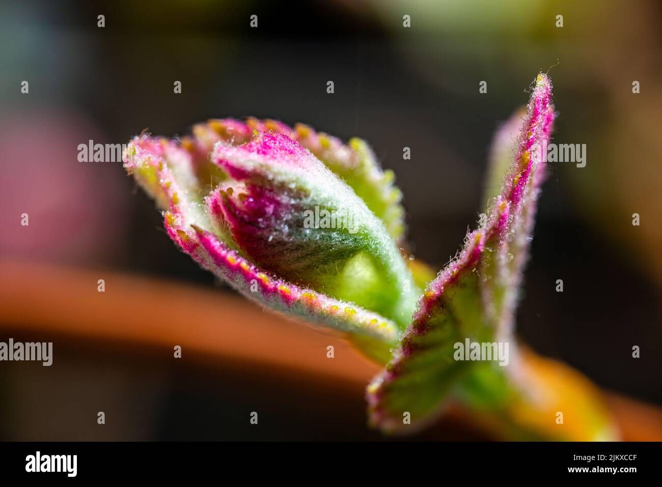 Nuove foglie d'uva germogliano all'inizio della primavera - macrofotografia Foto Stock