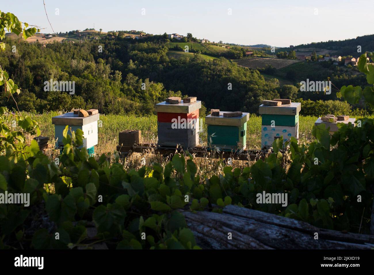 Alveari di api artificiali in un paesaggio collinare di campagna in estate. Apicoltura o apicoltura sta ottenendo popolare. Foto Stock