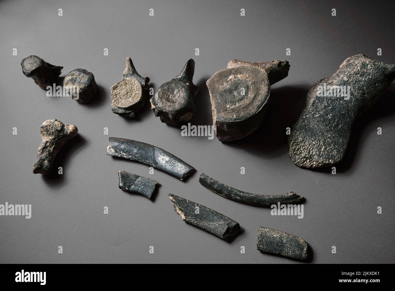 Ossa fossili della spina dorsale del dinosauro. Struttura ossea dello scheletro relico sul campione. Oggetti arcaici paleolitici su uno sfondo semplice Foto Stock