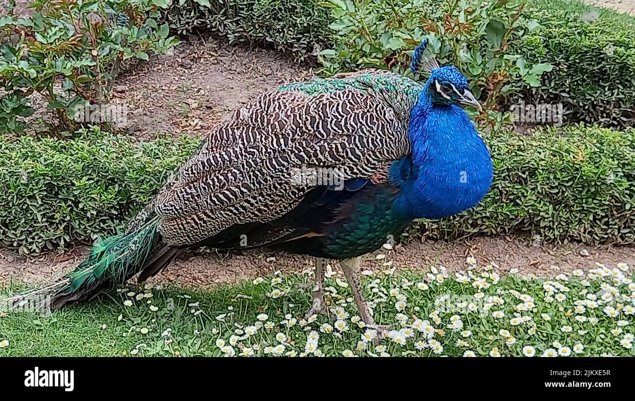 Un primo piano di un bel pavone in giardino Foto Stock