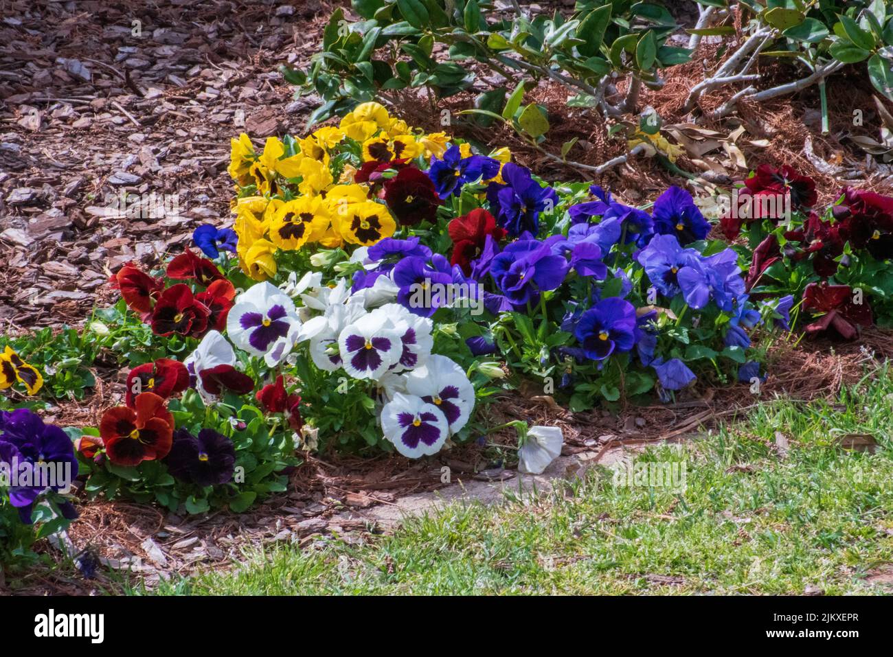 Un primo piano di fiori di viola colorati al Will Rogers Botanical Gardens di Oklahoma City Foto Stock