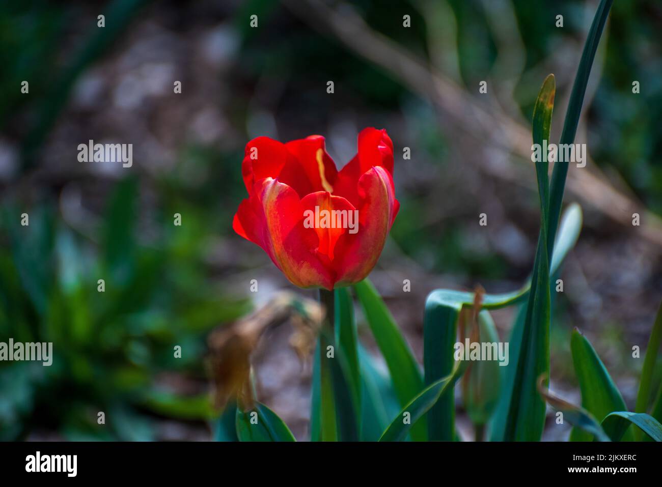Un primo piano di un tulipano rosso al Giardino Botanico di Will Rogers Foto Stock