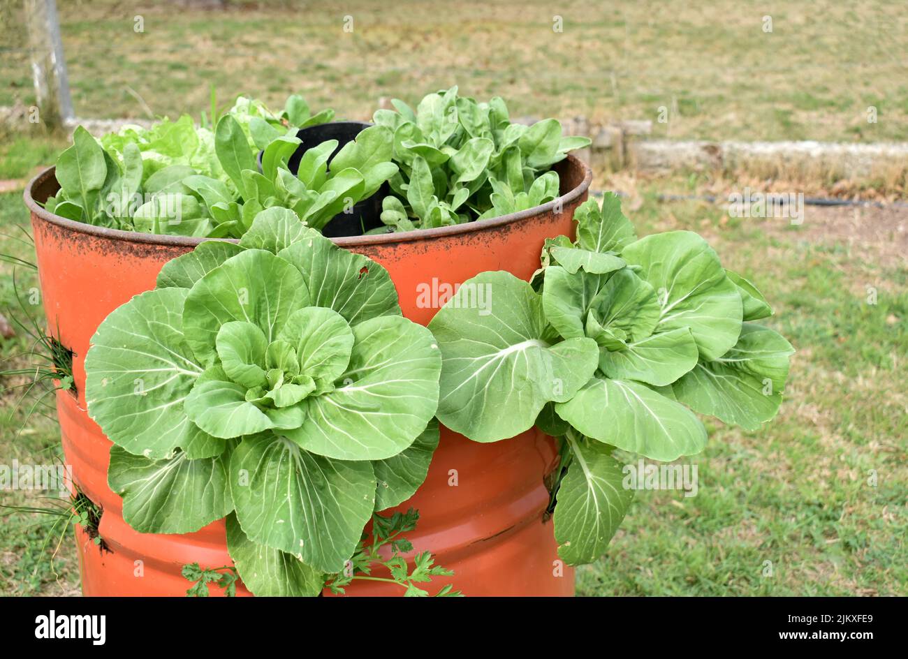 Lattuga di cavolo prodotta in un giardino agroecologico Foto Stock