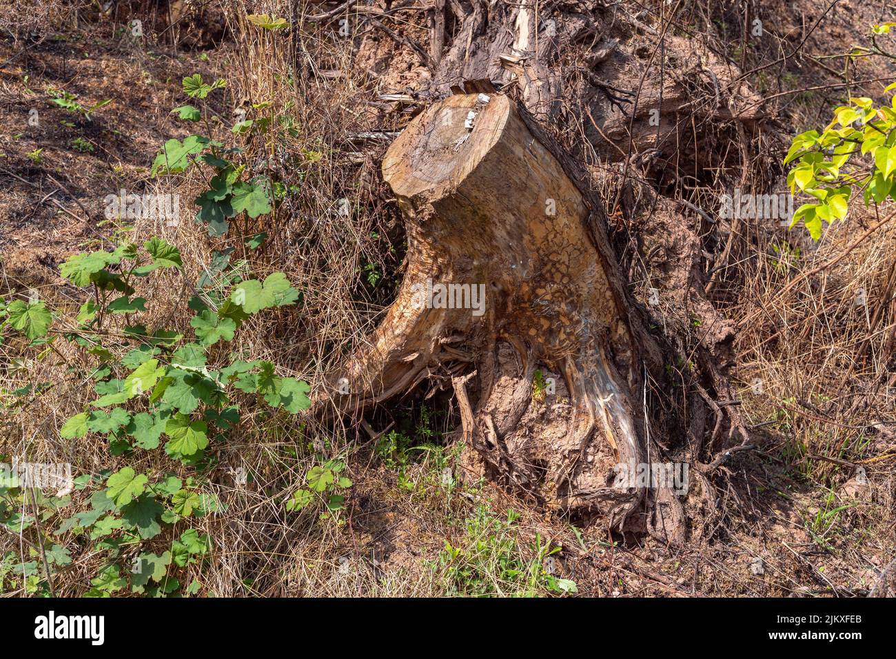 tronco di albero abbattuto cadde a terra Foto Stock