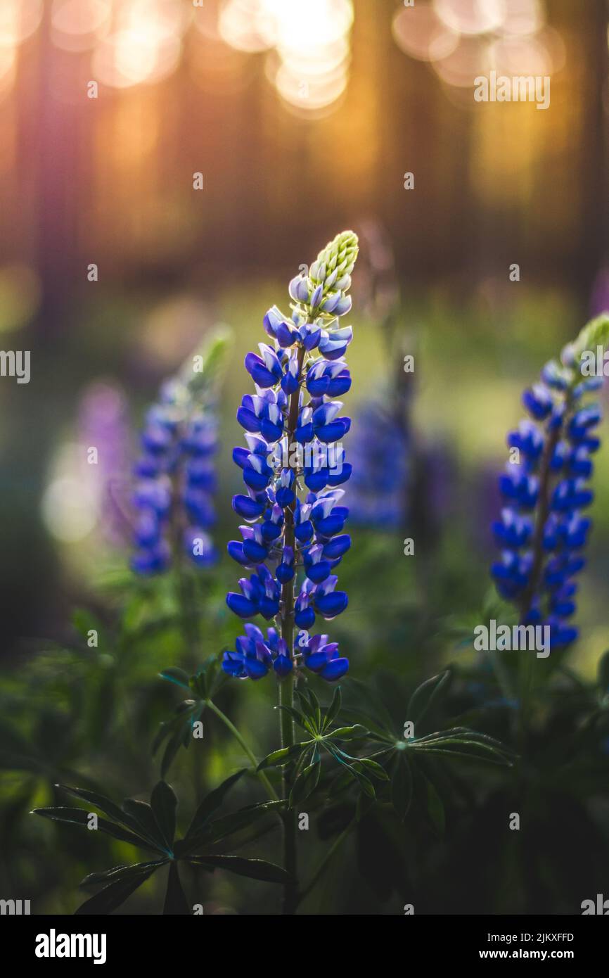 Una bella ripresa di Bluebonnet Foto Stock