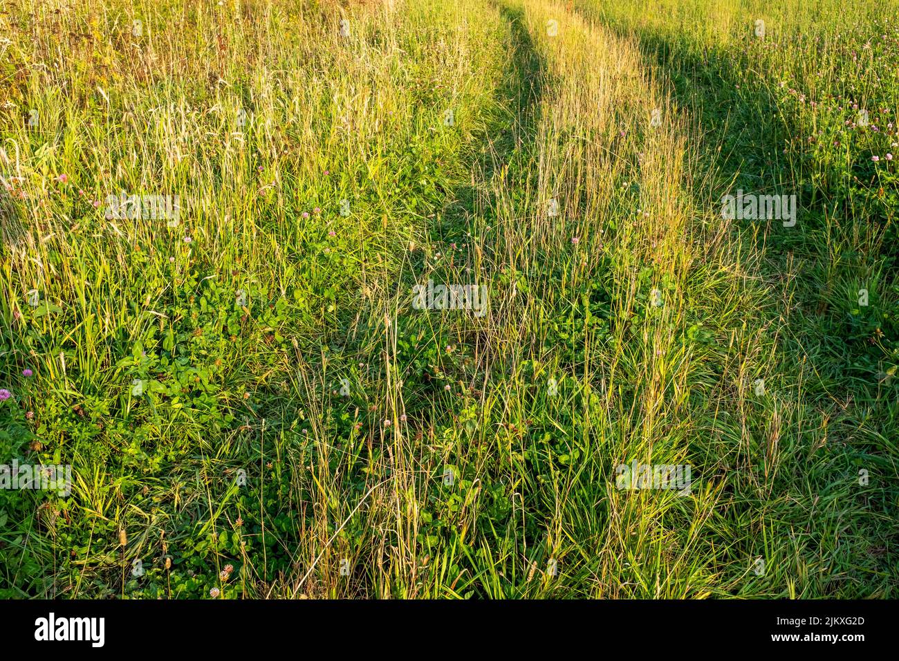 Strada di campagna nel verde prato all'orizzonte. Sfondo della strada attraverso il prato estivo per la pubblicazione, poster, screensaver, carta da parati Foto Stock