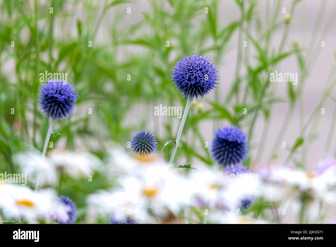 Il Globus Blue Thistle (Echinops ritro) pianta nativa Europa e Asia. Hanno fogliame spinoso e producono teste sferiche di fiore blu o bianche. Foto Stock