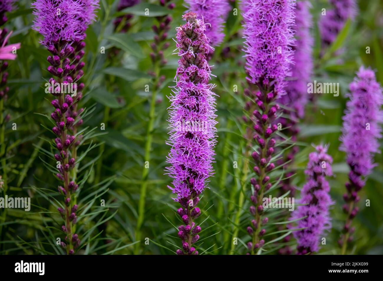 La densa stella o fiore all'occhiello o piuma di prateria (Liatris spicata) originaria del Nord America orientale Foto Stock