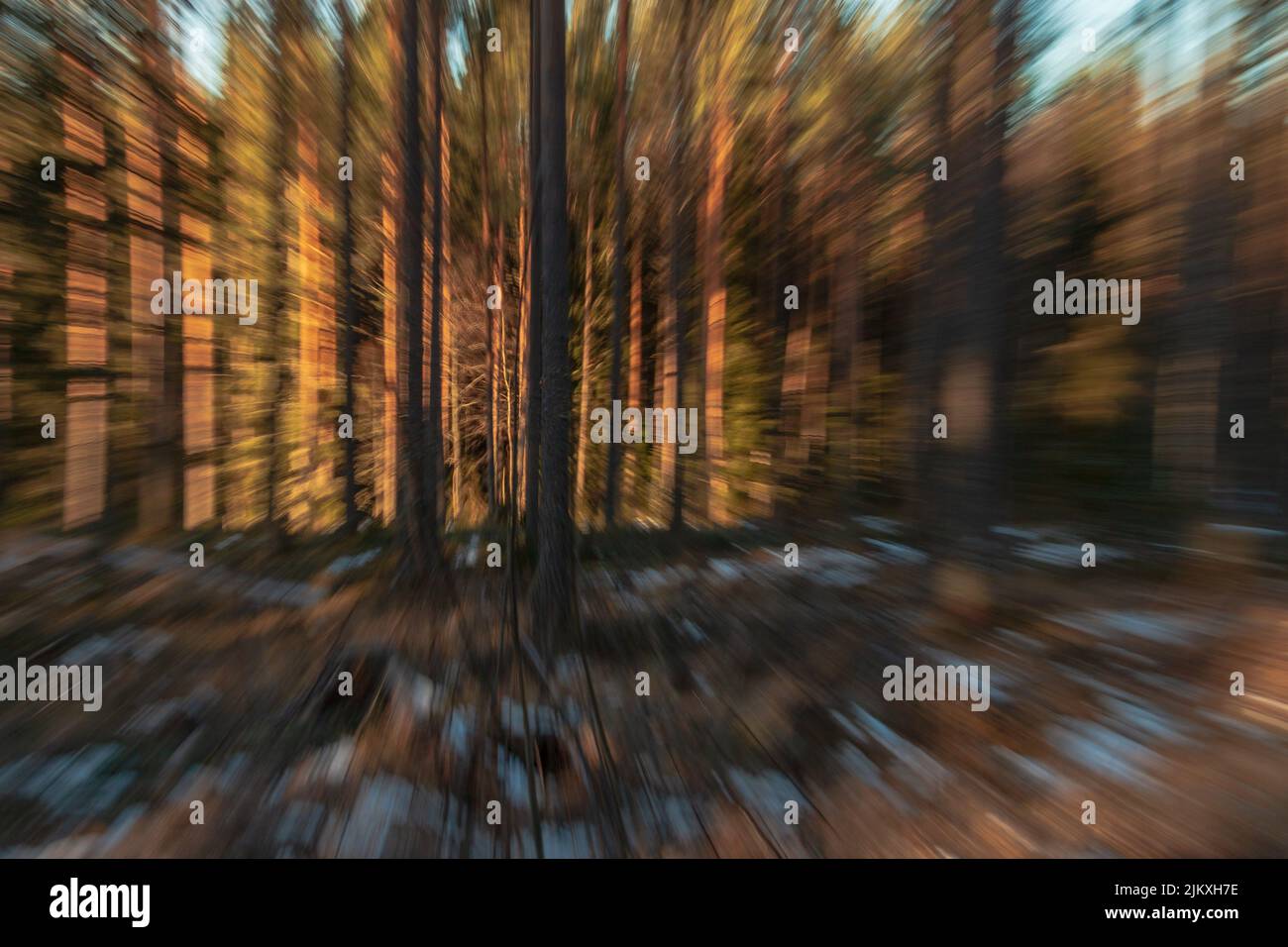Forest shot con messa a fuoco diffusa Foto Stock