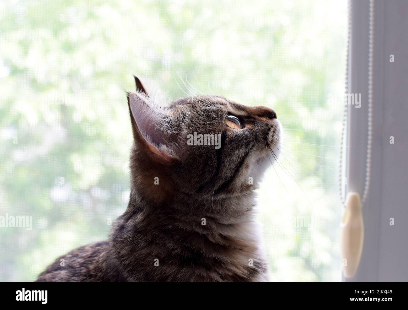 Profilo laterale di un carino gattino shorthair seduto accanto alla finestra. Il gatto domestico giovane a righe guarda qualcosa fuori. Messa a fuoco selettiva. Foto Stock