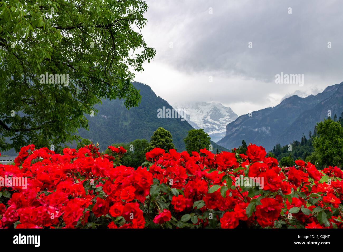 Un primo piano dei fiori rossi luminosi sullo sfondo delle Alpi Svizzere. Jungfrau, Svizzera. Foto Stock