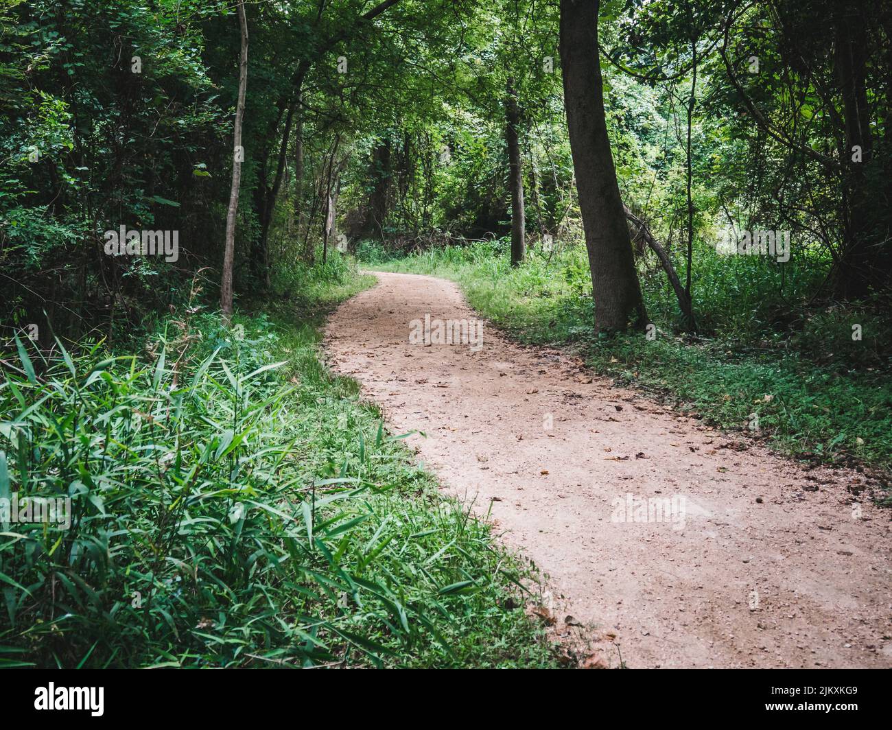 Primo piano di un sentiero vuoto nel bosco Foto Stock