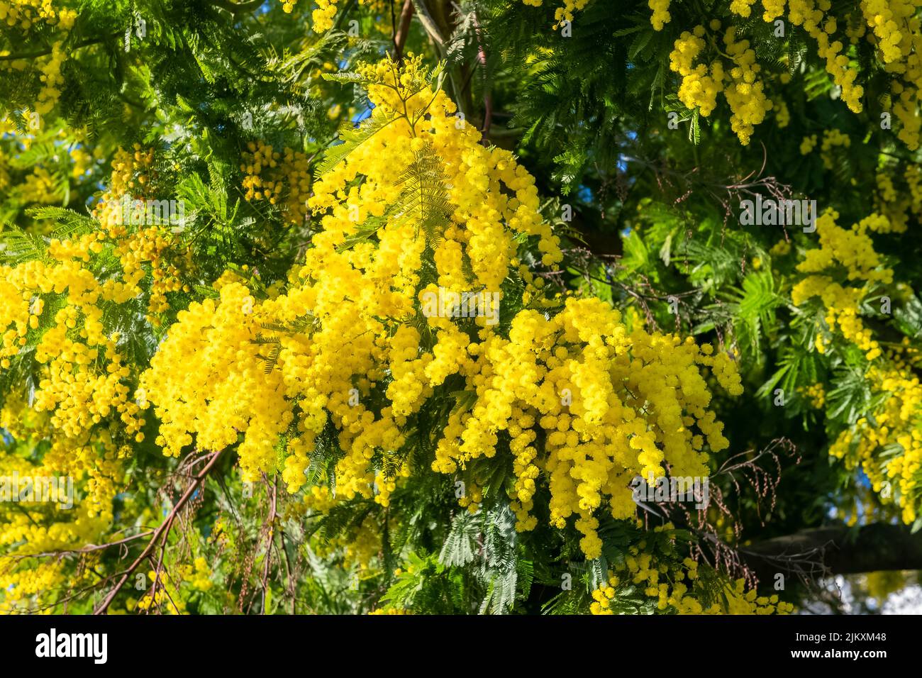 Mimosa gialla in primavera, fiori di fiore Foto Stock