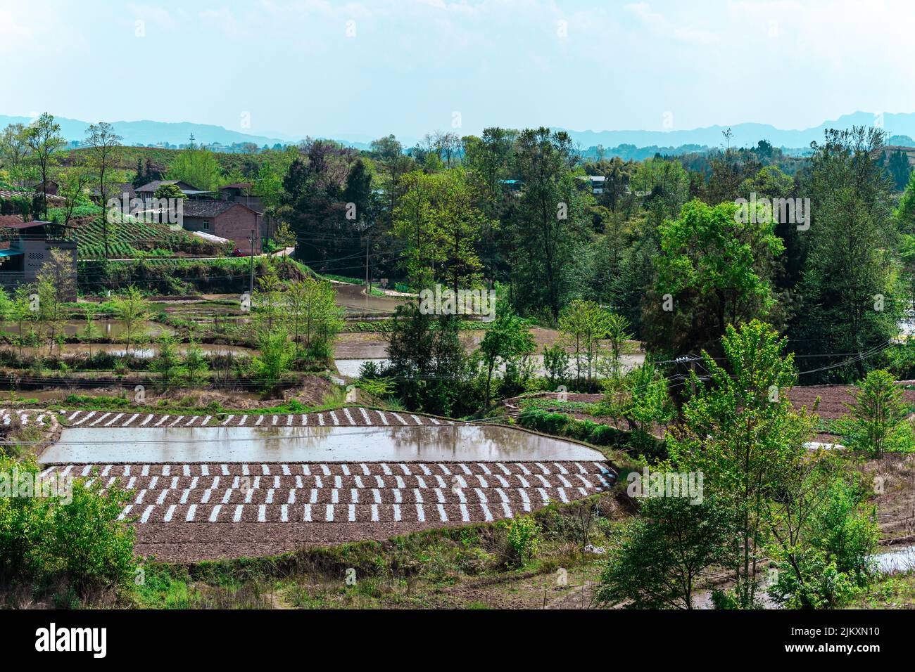 Campo di mais coperto con pellicola di plastica Foto Stock
