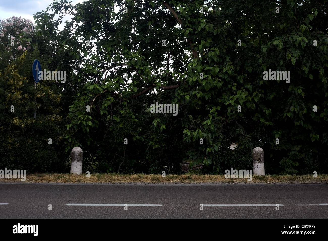 Strada in campagna al tramonto con alberi al suo bordo Foto Stock