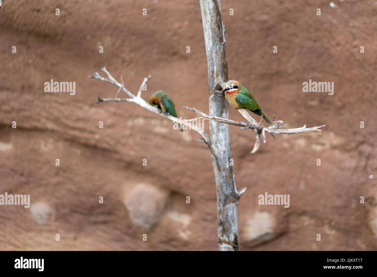 Un primo piano di mangiatori d'api d'oro sull'albero Foto Stock